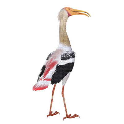 bird, lintu - PNG gratuit