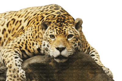 jaguar bp - png gratis
