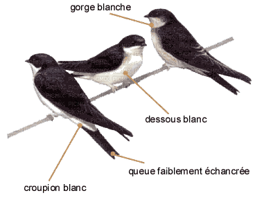 oiseaux - Nemokamas animacinis gif
