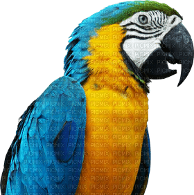Kaz_Creations Parrot Bird - ücretsiz png