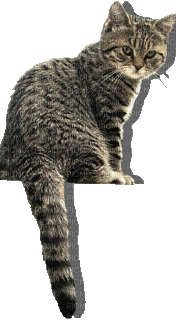chat clin d'oeil - GIF animé gratuit
