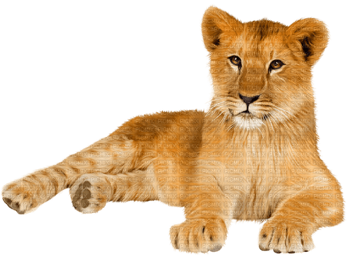 Lion - png gratuito
