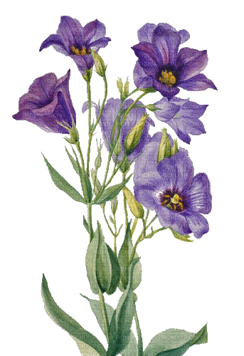 violet flowers summer autumn - Бесплатни анимирани ГИФ