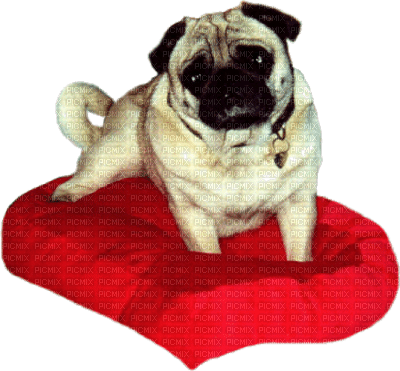chien love - Free PNG