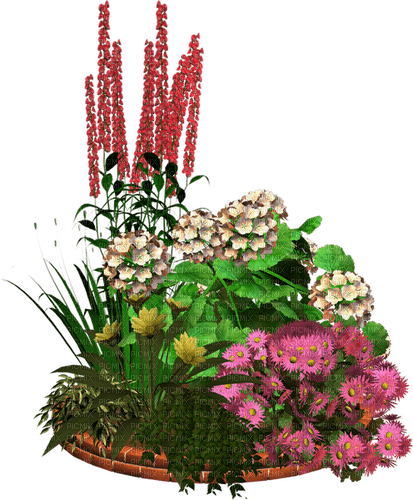 fleur,flower bed, garden, Adam64 - бесплатно png