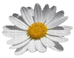 marguerite daisy - Besplatni animirani GIF