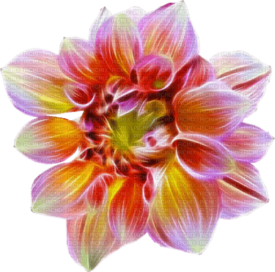 fleur multicolore.Cheyenne63 - ücretsiz png