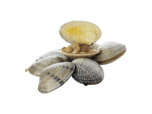 snäckor     Seashells - darmowe png