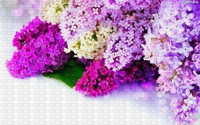 FLOWERS - nemokama png