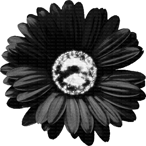 Animated.Flower.Black - By KittyKatLuv65 - Ilmainen animoitu GIF