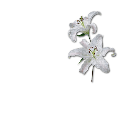 fleur blanche.Cheyenne63 - gratis png