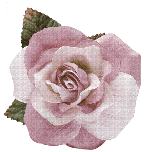 rose violette.Cheyenne63 - kostenlos png