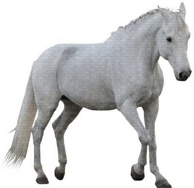 horse katrin - gratis png