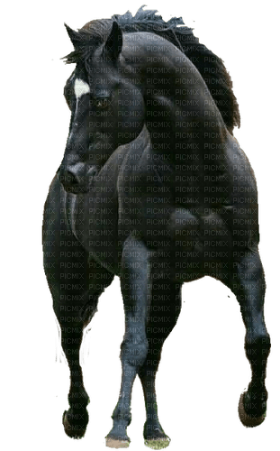 Schwarzes Pferd - zdarma png