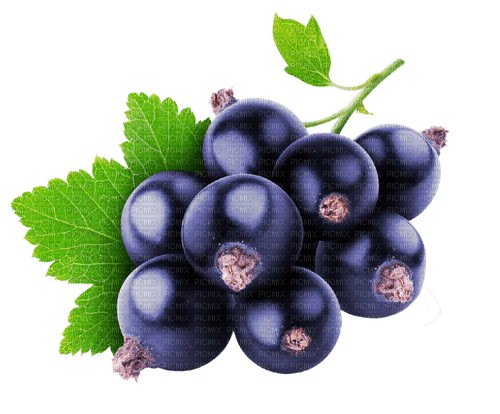 blackcurrant Bb2 - Free PNG