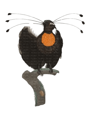 bird of paradise - png grátis