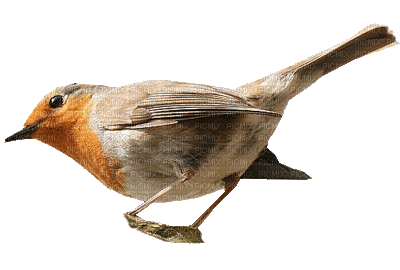 Kaz_Creations Birds Bird - Animovaný GIF zadarmo