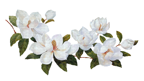 Magnolien - Free animated GIF