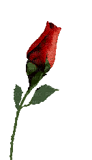 Flowers red rose bp - Gratis animerad GIF