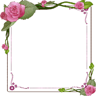 frame pink rose cadre rose rose