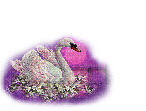 AVES - kostenlos png
