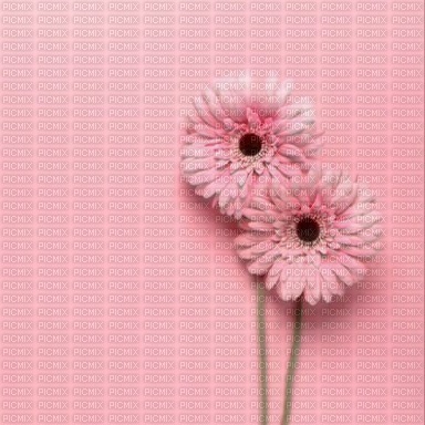 Pink Flower Background - png ฟรี