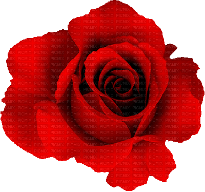 Red rose - Animovaný GIF zadarmo