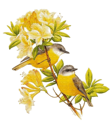patymirabelle oiseau jaune - nemokama png