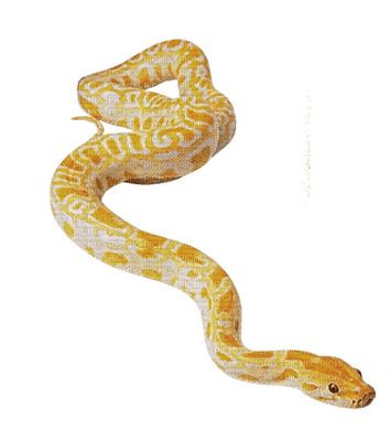 Kaz_Creations Snakes Snake - δωρεάν png