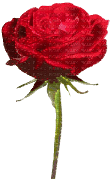 red rose glitter - Free animated GIF