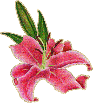 MMarcia gif flores fleurs  flowers lírio - Δωρεάν κινούμενο GIF