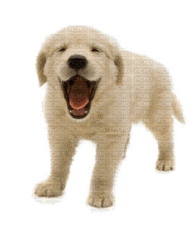 Kaz_Creations Dog Pup - nemokama png