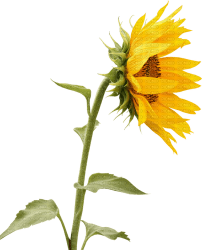 Sunflower.Tournesol.Girasol.Fleurs.Victoriabea - png gratuito