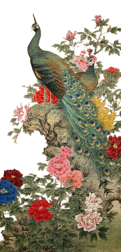 peacock - nemokama png