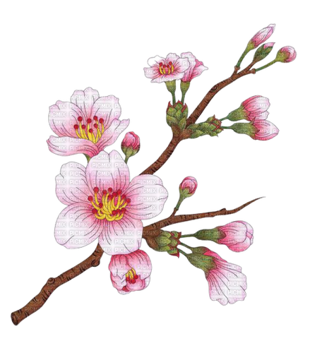 spring blossom flowers branch - безплатен png
