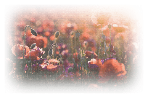bg- blommor---flowers - 無料png