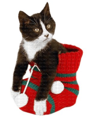 Kaz_Creations Christmas Deco Cats Cat Kitten - png gratis