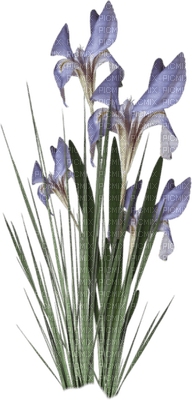 Kaz_Creations Deco Grass Garden Flowers - png gratis