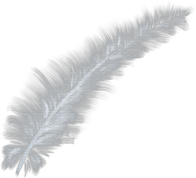 feathers anastasia - zdarma png