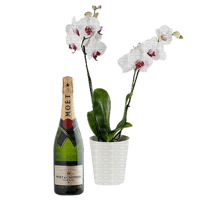 storczyk/szampan - PNG gratuit