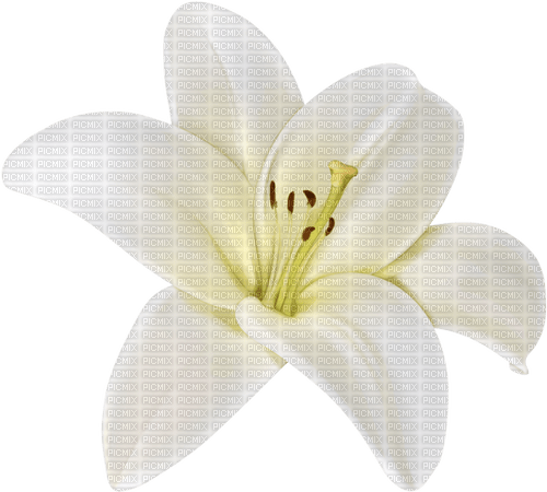 Lilly  Bb2 - ilmainen png
