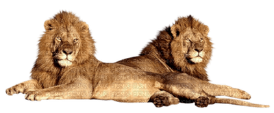 Lion - darmowe png