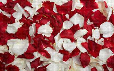 flores vermelho branco - PNG gratuit