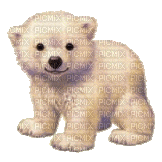 aze ours blanc White - Darmowy animowany GIF