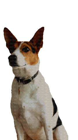 Nina dog - Δωρεάν κινούμενο GIF