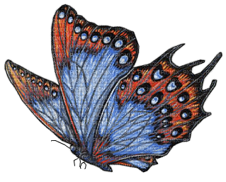 Motyl niebieski - Free PNG