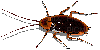 cockroach - Bezmaksas animēts GIF