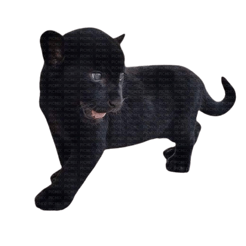 baby black panther - PNG gratuit