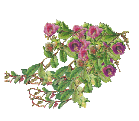 flores  animadas gif    dubravka4 - Nemokamas animacinis gif