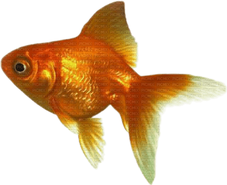 goldfish - besplatni png